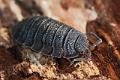 porcellio scaber